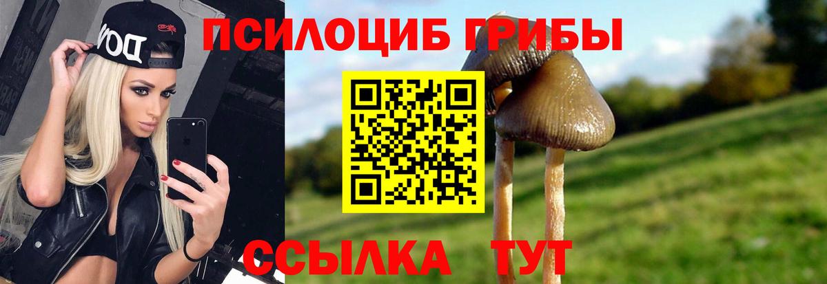 Псилоцибиновые грибы Psilocybe Ступино